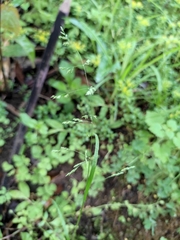 Poa acroleuca