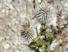 Muschampia orientalis