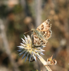 Muschampia orientalis