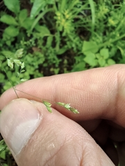 Poa acroleuca