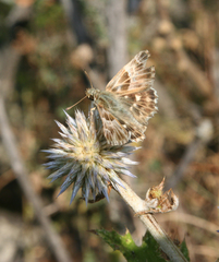Muschampia orientalis