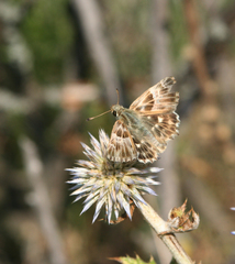Muschampia orientalis