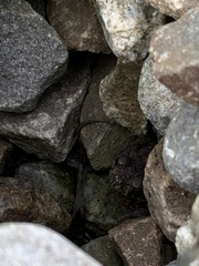 Bufo bankorensis