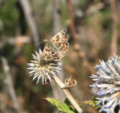 Muschampia orientalis