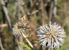 Muschampia orientalis