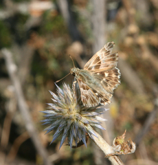 Muschampia orientalis