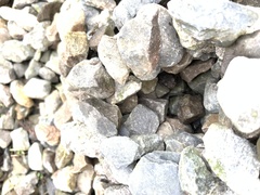 Bufo bankorensis