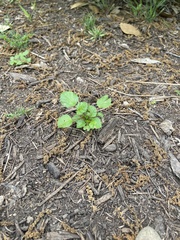 Rhynchosida physocalyx