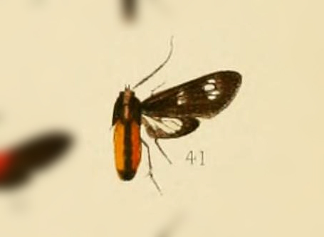 Psilopleura klagesi