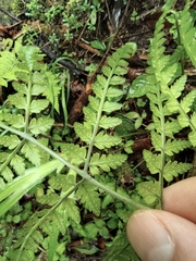 Dryopteris sparsa