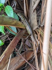 Sphenomorphus indicus