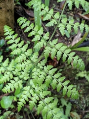 Dryopteris sparsa