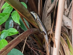 Sphenomorphus indicus