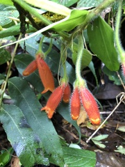 Gesnerieae