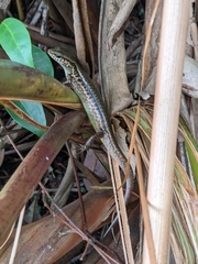 Sphenomorphus indicus