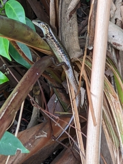 Sphenomorphus indicus