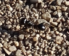 Messor barbarus