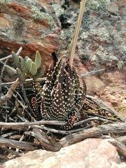 Tulista pumila
