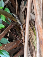 Sphenomorphus indicus