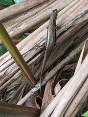 Sphenomorphus indicus