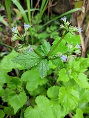 Sanicula lamelligera