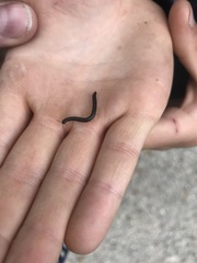 Tachypodoiulus niger