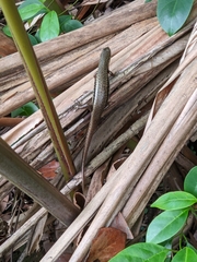 Sphenomorphus indicus