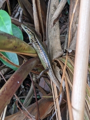 Sphenomorphus indicus