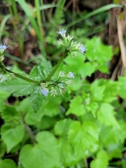 Sanicula lamelligera