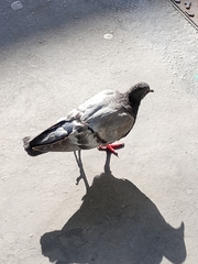 Columba livia domestica