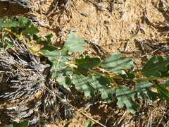 Harpagophytum procumbens