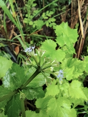 Sanicula lamelligera