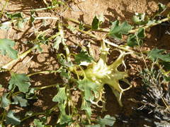 Harpagophytum procumbens