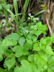 Sanicula lamelligera