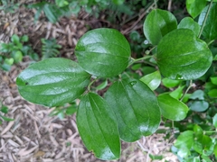 Smilax china