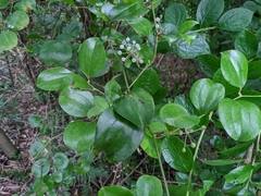 Smilax china
