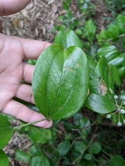 Smilax china