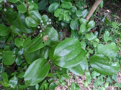 Smilax china