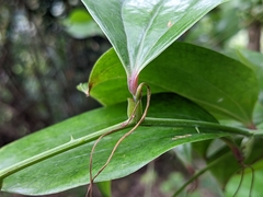 Smilax china
