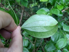 Smilax china