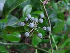 Smilax china