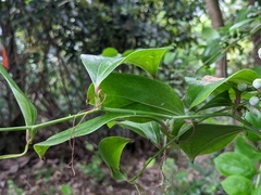 Smilax china