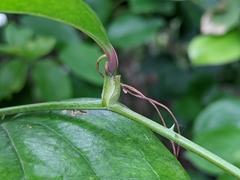 Smilax china