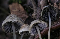 Psathyrella corrugis