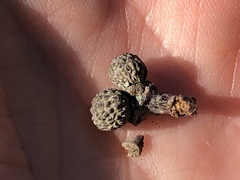 Andricus caliciformis