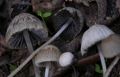 Psathyrella corrugis