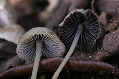 Psathyrella corrugis