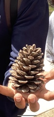 Pinus