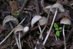 Psathyrella corrugis