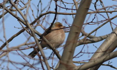 Fringilla coelebs
